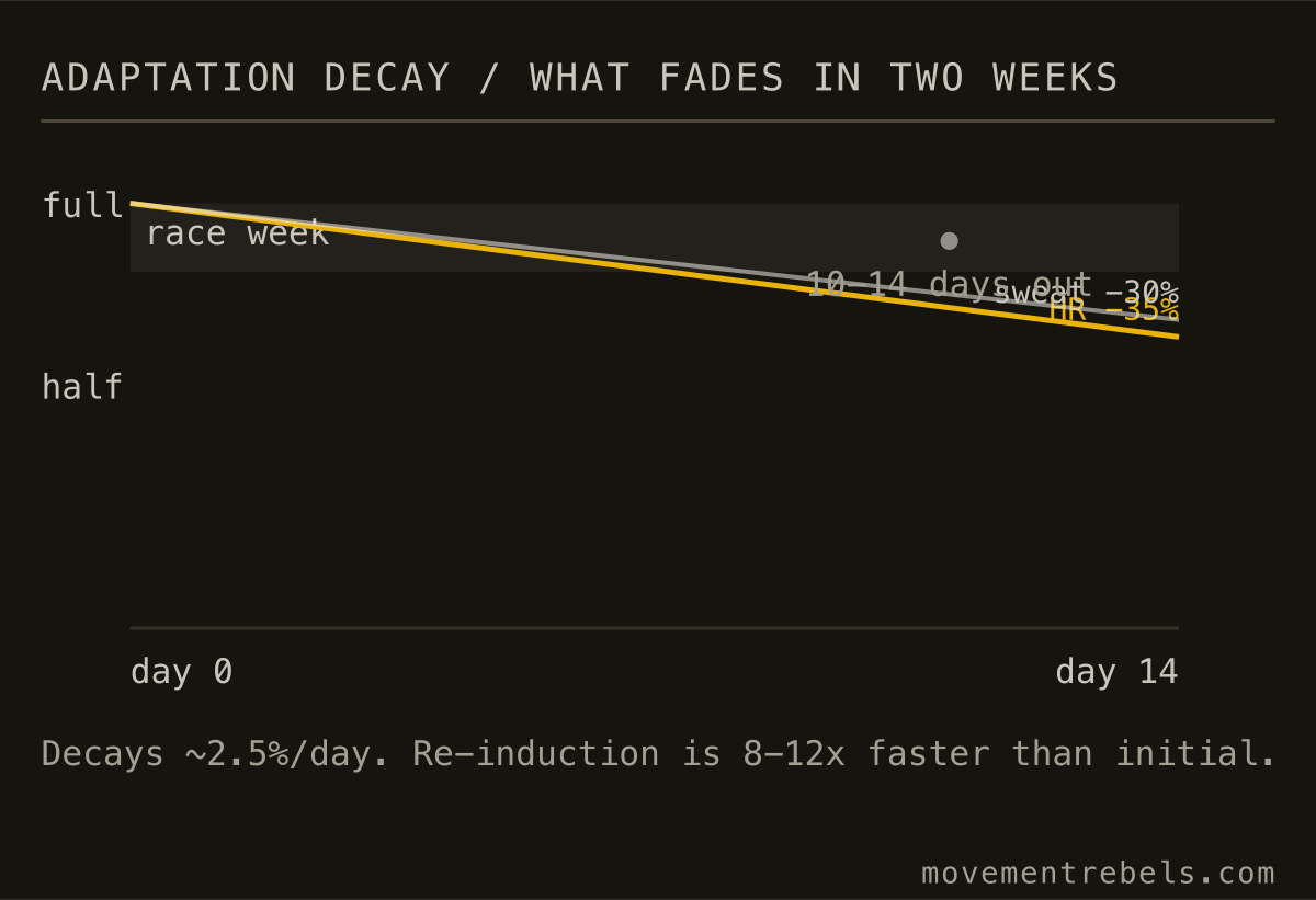 ADAPTATION DECAY / WHAT FADES IN TWO WEEKS. Finish too early and most of the HR adaptation drains before race day.