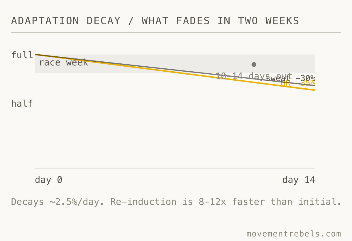 ADAPTATION DECAY / WHAT FADES IN TWO WEEKS. Finish too early and most of the HR adaptation drains before race day.