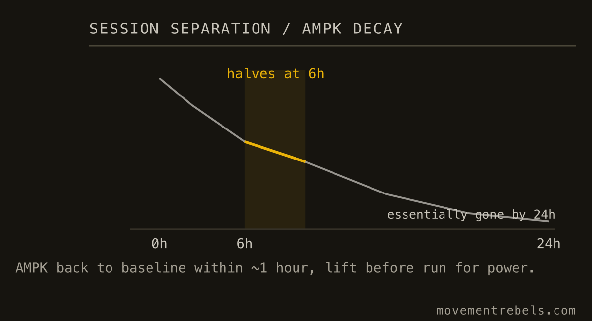 SESSION SEPARATION / AMPK DECAY. Six hours halves the interference. Twenty-four wipes it out.