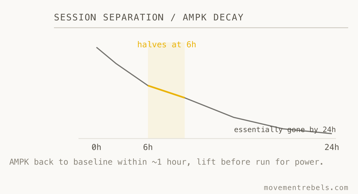 SESSION SEPARATION / AMPK DECAY. Six hours halves the interference. Twenty-four wipes it out.