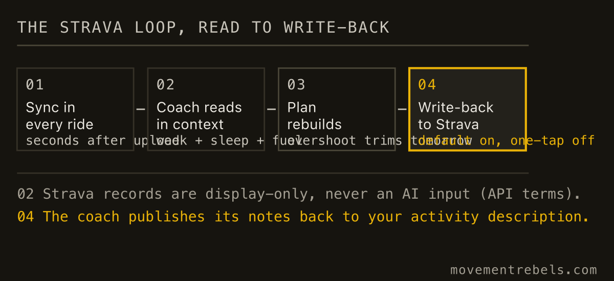 THE STRAVA LOOP, READ TO WRITE-BACK. Strava logs it. The coach reads, replans, writes the debrief back.