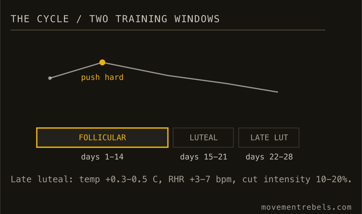THE CYCLE / TWO TRAINING WINDOWS. Push in the follicular half. Ease the top end in the last ten days.