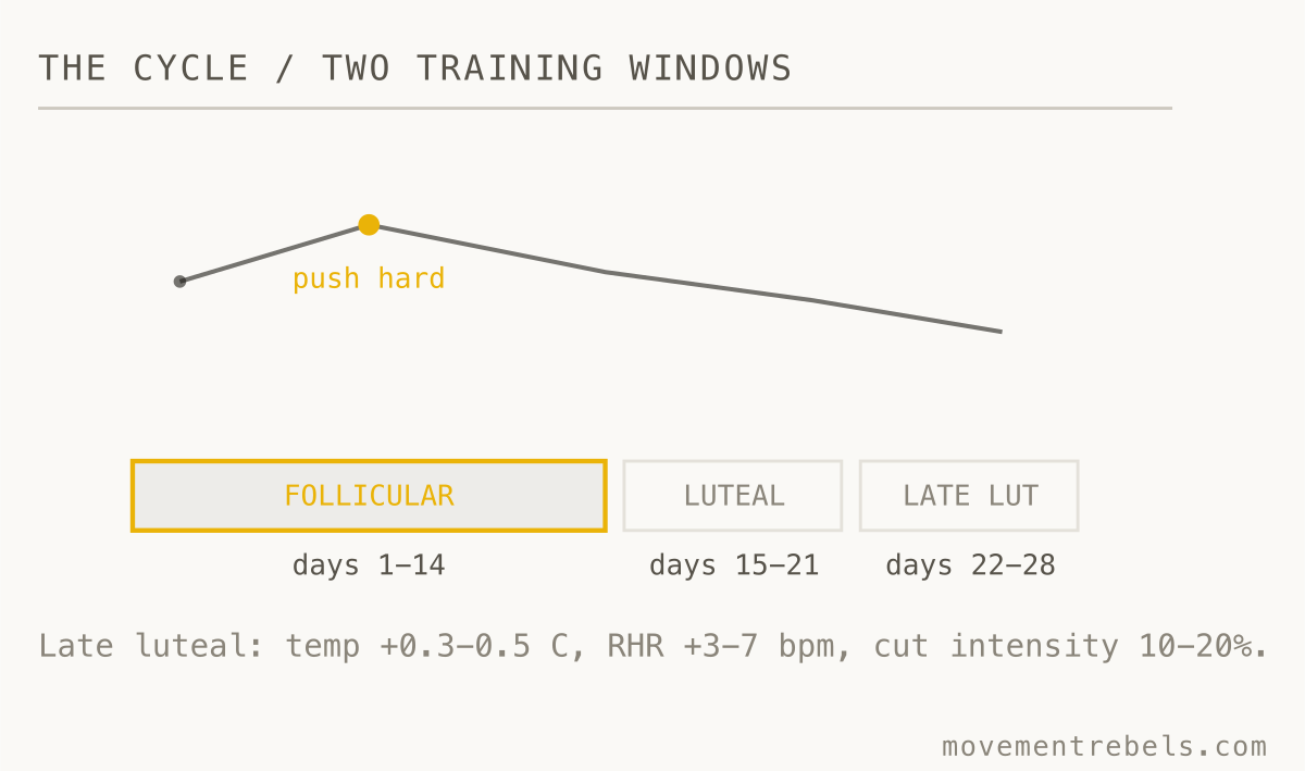 THE CYCLE / TWO TRAINING WINDOWS. Push in the follicular half. Ease the top end in the last ten days.